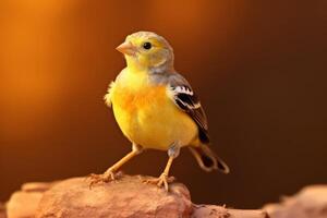 molto carino fringuello nel natura, nazionale geografia, largo vita animali. ai generato. foto