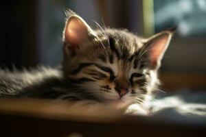 carino poco gattino addormentato sotto luce del sole. generato ai. foto