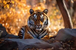 tigre nel natura, nazionale geografia, largo vita animali. ai generato. foto