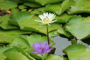 loto fiore nel antico città o Muang borano Tailandia. il scientifico nome per Questo acqua giglio è ninfeacee. il loto è anche Usato come un' simbolo di vita quale rappresenta purezza foto