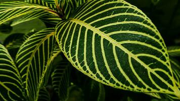 immagine di le foglie a partire dal un' pianta chiamato afelandra squarrosa bisogno, a partire dal il genere di acanthaceae, o anche conosciuto come zebra pianta foto