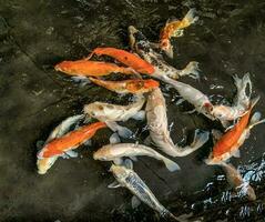 contento colorato koi pesce, o oro pesce, o carpa pesce nel salutare stagno durante soleggiato estate giorno foto