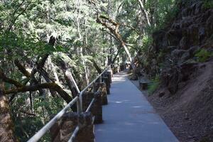 rustico strade e percorsi nel foresta foto