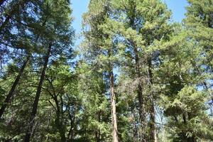 rustico campeggio alberi, panchina e picnic tavoli foto