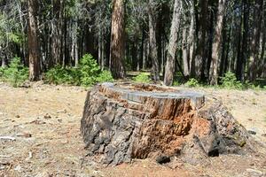 rustico legna fondale alberi nel foresta foto