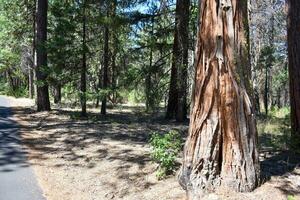 rustico legna fondale alberi nel foresta foto