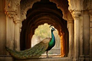 pavone nel ambra forte, Jaipur, Rajasthan, India, un' travolgente Immagine di un' maestoso esotico uccello nel città, ai generato foto