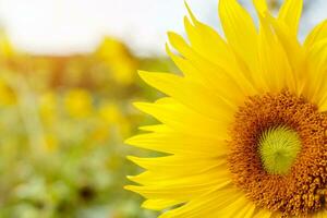 avvicinamento e clop grande sole fiore su sfocato e sole bagliore con cielo sfondo. foto