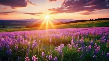 lavanda fiori paesaggio foto