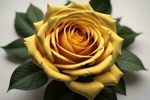 bellissimo giallo rosa su nero sfondo, avvicinamento. ai generativo foto