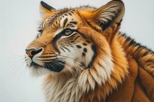 ritratto di un' tigre su un' solido colore sfondo. avvicinamento. ai generativo foto