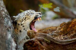 ritratto di neve leopardo nel zoo foto