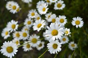 camomilla campo. bellissimo bianca camomilla fiori. matricaria recutita. foto