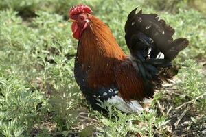 rosso e nero cazzo su il verde erba. un' animale domestico Gallo nel il giardino. foto