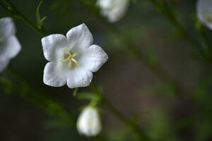 bianca campana fiori. campanula persicifolia. campanulacee. foto