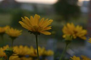 giallo fiori su un' verde sfondo. asteracee. rudbeckia. heliopsis. foto