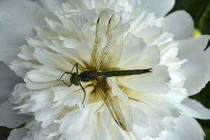 un' libellula su un' peonia fiore. un' grande libellula. un' predatore insetto. foto