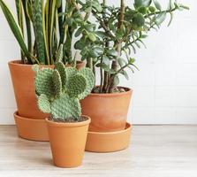 cactus, sansevieria, krasula, piante da appartamento foto