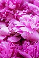 fiori di peonia rosa come sfondo foto