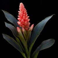 alpinia caerulea nativo foto