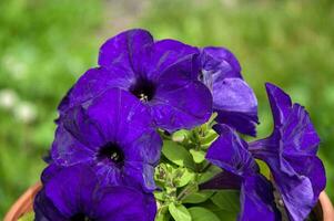 avvicinamento foto di un' viola petunia