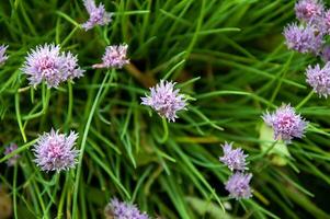 foto di un' fioritura verde cipolla