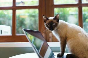 animali gatto recitazione piace un' umano. gatto Lavorando a il computer portatile computer foto