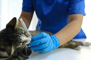 gatto su visita medica tavolo di veterinario clinica. veterinario cura. veterinario medico e gatto. foto