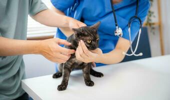 professionale veterinario medico aiuta gatto. proprietario gatto Tenere animale domestico su mani. gatto su visita medica tavolo di veterinario clinica. veterinario cura. veterinario medico e gatto foto