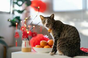 gatto preparare Cinese nuovo anno celebrazioni a casa. carino domestico capelli corti gatto mettendo tradizionale pendente per il Cinese lunare nuovo anno per bene fortuna. Cinese parola si intende benedizione foto