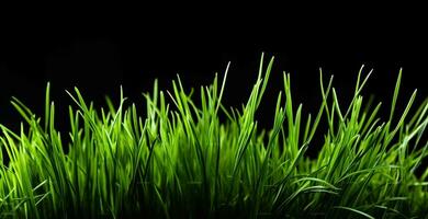 Abbracciare una persona il promettere di freschezza con germogli di verde Grano erba su nero sfondo. generativo ai foto