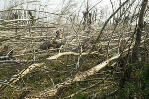 un' campo di alberi foto