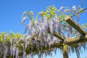 il fiore di glicine foto