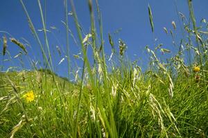 un' erboso campo con un' blu cielo nel il sfondo foto