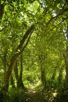 un' sentiero attraverso un' foresta con alberi e erba foto