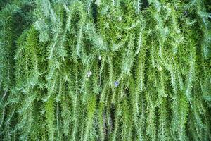 un' cespuglio con verde le foglie e fiori foto