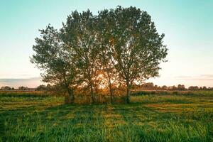 Due alberi nel un' campo a tramonto foto