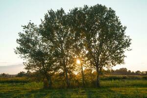 Due alberi nel un' campo a tramonto foto