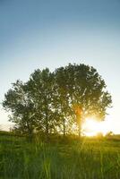 Due alberi nel un' campo a tramonto foto