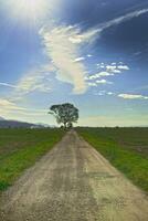 strada con albero foto