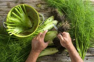 preparazione di finocchio foto