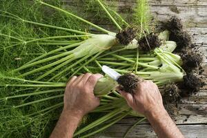 preparazione di finocchio foto