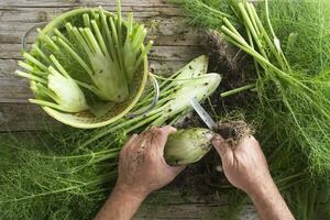 preparazione di finocchio foto