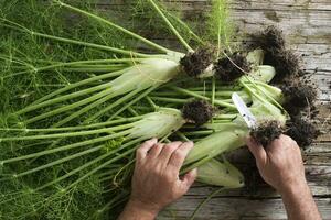 preparazione di finocchio foto