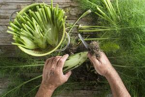 preparazione di finocchio foto