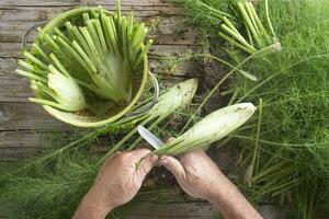 preparazione di finocchio foto