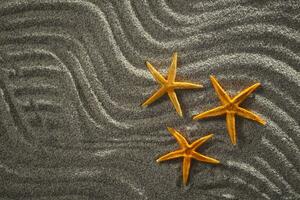 stella marina sulla sabbia foto