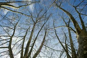 sicomoro albero nel inverno foto