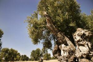 secolare olive di Italia foto