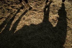 ombra proiettato di un' cavallo foto